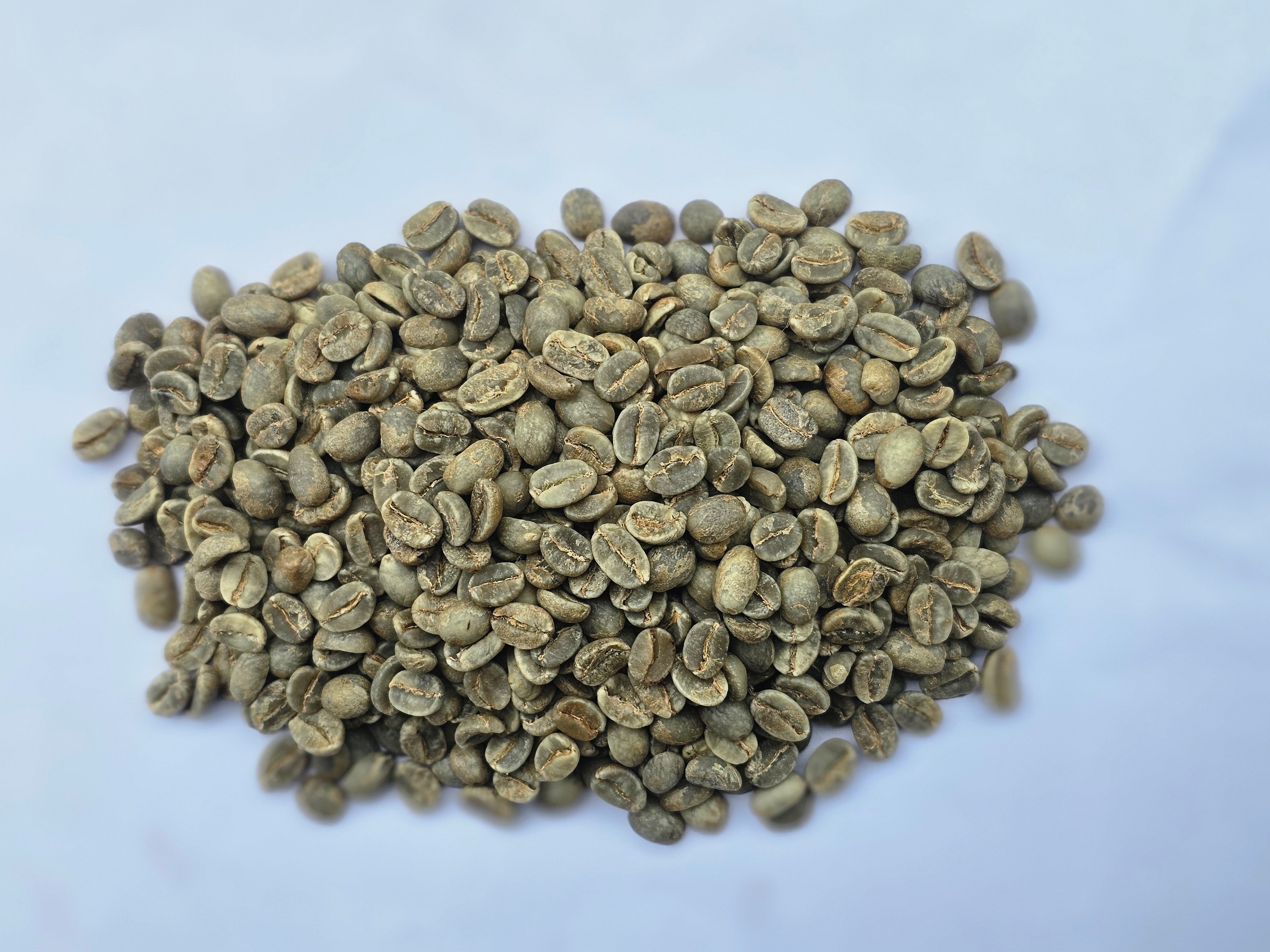 ALL KINDS OF COFFEE SEEDS